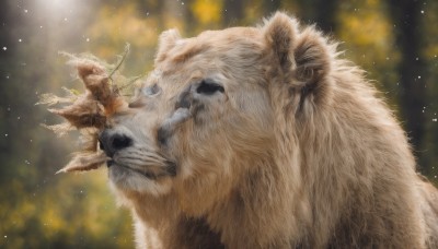 1boy,sitting,closed eyes,outdoors,blurry,tree,no humans,depth of field,blurry background,animal,instrument,nature,light particles,riding,animal focus,playing instrument,wolf,oversized animal,lion,solo,holding,weapon,signature,bow (weapon),realistic,arrow (projectile),holding bow (weapon)