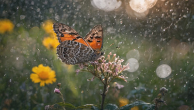 1girl, solo, flower, wings, blurry, depth of field, bug, butterfly, water drop, butterfly wings