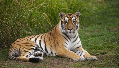 looking at viewer,outdoors,lying,day,signature,no humans,animal,grass,plant,on stomach,nature,chinese zodiac,animal focus,tiger,year of the tiger,closed mouth,full body,closed eyes,blurry,blurry background,on side,sleeping,field,on ground,photo background