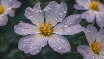 flower, blurry, no humans, depth of field, blurry background, bug, white flower, realistic