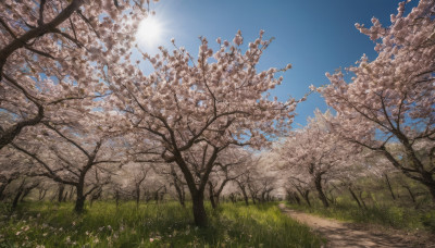 outdoors, sky, day, tree, blue sky, no humans, sunlight, grass, cherry blossoms, scenery, field, path