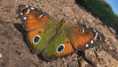 solo,blue eyes,outdoors,sky,day,signature,blurry,blue sky,pokemon (creature),no humans,blurry background,bug,antennae,animal focus,looking at viewer,wings,depth of field,animal,from above,traditional media,beetle