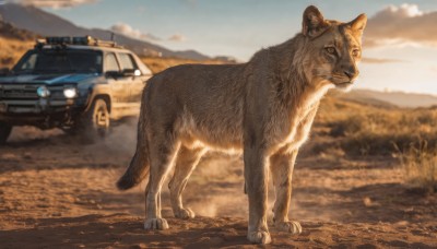 looking at viewer,outdoors,sky,day,cloud,blurry,no humans,depth of field,blurry background,animal,cat,ground vehicle,motor vehicle,dog,realistic,car,road,animal focus,vehicle focus,desert,truck,standing,signature,grass,field