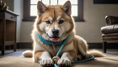 HQ,looking at viewer,tongue,indoors,tongue out,black eyes,collar,no humans,window,animal,chair,table,dog,realistic,leash,animal focus,animal collar,holding leash,shiba inu,pet bowl,pet,solo,brown eyes,saliva,rope