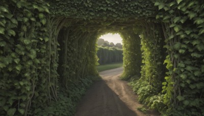 outdoors,sky,day,cloud,tree,no humans,leaf,sunlight,grass,plant,nature,scenery,forest,road,bush,vines,green theme,landscape,path