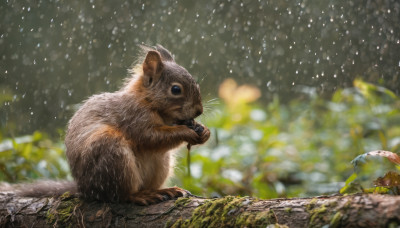 blue eyes, holding, outdoors, blurry, no humans, depth of field, animal, cat, rain, realistic, animal focus, mouse, whiskers