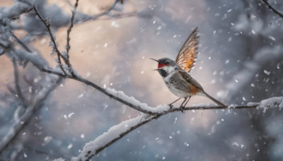 outdoors, tree, no humans, bird, animal, snow, snowing, branch, animal focus, bare tree, sparrow