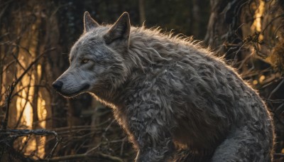 yellow eyes,outdoors,blurry,from side,tree,no humans,profile,blurry background,animal,colored sclera,realistic,branch,animal focus,bare tree,wolf,weapon,signature,nature,forest,fantasy,oversized animal