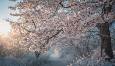 outdoors, sky, day, tree, blue sky, no humans, cherry blossoms, scenery, branch