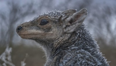 solo,closed mouth,upper body,outdoors,blurry,black eyes,from side,tree,no humans,profile,blurry background,animal,furry,monster,realistic,animal focus,whiskers,tusks,blue eyes,teeth,sharp teeth,portrait,close-up,spikes,scales,dinosaur,kaijuu