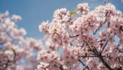 flower, outdoors, sky, day, cloud, blurry, tree, blue sky, no humans, depth of field, cherry blossoms, scenery, branch, spring (season)