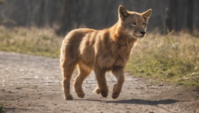 solo,full body,outdoors,day,signature,blurry,black eyes,no humans,depth of field,blurry background,animal,grass,nature,dog,realistic,animal focus,brown eyes,closed mouth,shadow