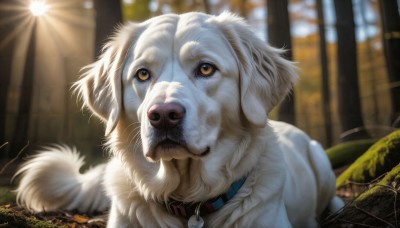 HQ,solo,brown eyes,yellow eyes,artist name,indoors,signature,blurry,collar,no humans,blurry background,animal,bug,looking up,portrait,dog,realistic,animal focus,animal collar,silk,dated,sunlight,deviantart username