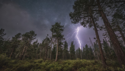 outdoors, sky, cloud, tree, no humans, night, grass, star (sky), nature, night sky, scenery, forest, starry sky, electricity, power lines, lightning