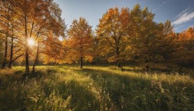 outdoors,sky,day,cloud,tree,blue sky,no humans,leaf,sunlight,grass,nature,scenery,forest,sun,autumn leaves,field,autumn,cloudy sky,sunset,landscape