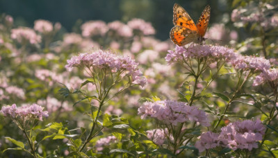 flower, outdoors, day, blurry, no humans, depth of field, blurry background, bug, plant, butterfly, nature, scenery