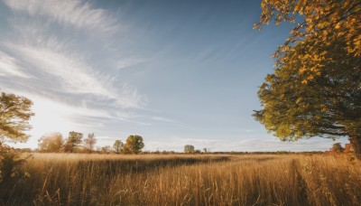 outdoors,sky,day,cloud,tree,blue sky,no humans,cloudy sky,grass,nature,scenery,forest,field,autumn,signature,sunlight,horizon,landscape