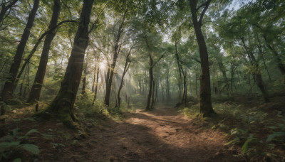 outdoors, sky, day, tree, no humans, sunlight, grass, plant, nature, scenery, forest, path