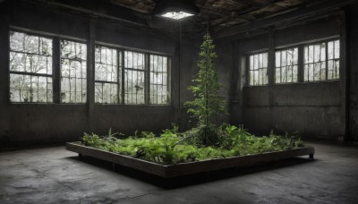 day,indoors,tree,no humans,window,plant,nature,scenery,ruins,overgrown,grass,bare tree,broken window