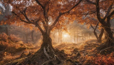 outdoors,day,tree,no humans,leaf,sunlight,grass,nature,scenery,forest,light rays,branch,autumn leaves,maple leaf,sunbeam,autumn,landscape