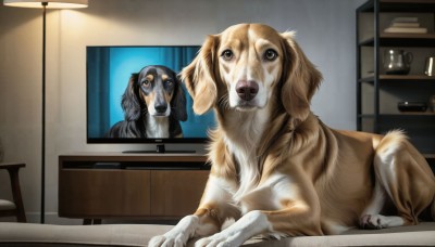 HQ,indoors,no humans,animal,table,dog,realistic,lamp,television,animal focus,monitor,horror (theme),what,looking at viewer,open mouth,brown eyes,sitting,lying,tongue,tongue out,chair,shelf,cabinet