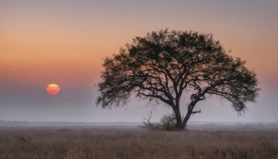 outdoors,sky,cloud,tree,no humans,grass,nature,scenery,sunset,sun,branch,bare tree,gradient sky,orange sky,horizon,field,evening,landscape,fog