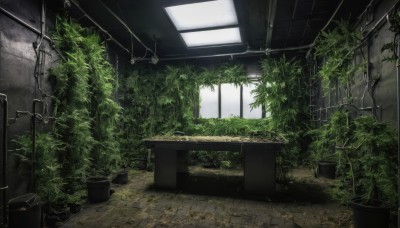 day,indoors,tree,no humans,window,table,sunlight,plant,scenery,potted plant,ruins,vines,overgrown,tiles,green theme,moss