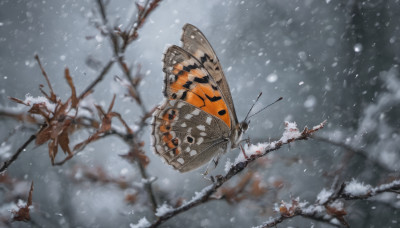 outdoors, wings, blurry, tree, no humans, animal, from above, bug, snow, flying, snowing, branch