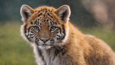 solo,looking at viewer,brown eyes,closed mouth,outdoors,blurry,no humans,depth of field,blurry background,animal,cat,realistic,animal focus,whiskers,tiger,portrait