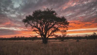 outdoors,sky,cloud,tree,no humans,cloudy sky,grass,nature,scenery,forest,sunset,horizon,field,twilight,evening,gradient sky,orange sky,red sky,water,ocean,plant,landscape