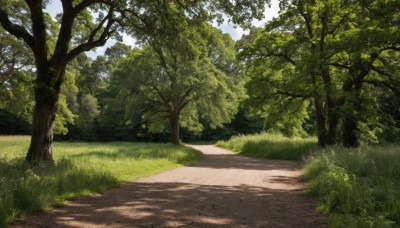 outdoors,sky,day,cloud,tree,blue sky,no humans,shadow,sunlight,grass,nature,scenery,forest,road,bush,dappled sunlight,path,plant