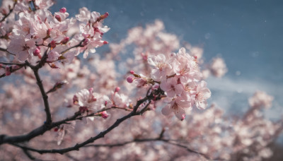 flower, outdoors, sky, day, blurry, tree, blue sky, no humans, depth of field, cherry blossoms, scenery, branch