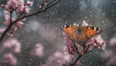 flower, outdoors, wings, blurry, tree, petals, no humans, umbrella, bug, cherry blossoms, butterfly, scenery, holding umbrella, branch