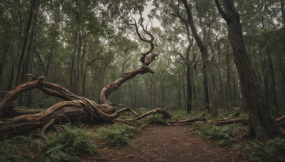 outdoors, day, tree, no humans, sunlight, grass, plant, nature, scenery, forest