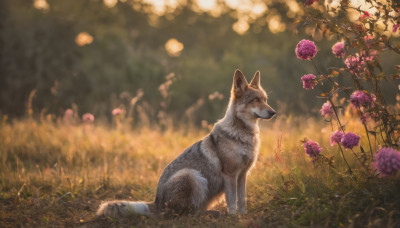 flower, outdoors, blurry, no humans, depth of field, blurry background, animal, grass, realistic, animal focus