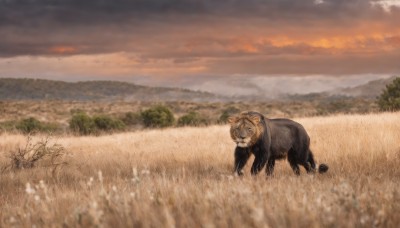 closed eyes,outdoors,sky,cloud,blurry,tree,no humans,animal,cloudy sky,grass,nature,scenery,sunset,mountain,field,animal focus,tiger