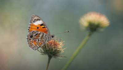 flower, outdoors, blurry, no humans, depth of field, blurry background, bug, flying, realistic, dandelion, dragonfly