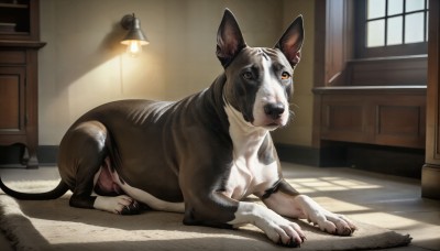 HQ,full body,yellow eyes,lying,day,indoors,no humans,window,shadow,animal,sunlight,cat,on stomach,claws,dog,realistic,lamp,animal focus,whiskers,looking at viewer,open mouth,closed eyes,sleeping,door