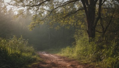 outdoors,day,tree,no humans,leaf,sunlight,grass,plant,nature,scenery,forest,light rays,road,bush,path,realistic,bare tree,landscape