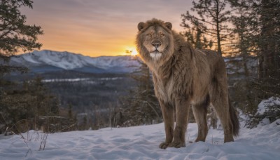 yellow eyes,outdoors,sky,tree,no humans,animal,nature,scenery,snow,forest,sunset,mountain,realistic,winter,bare tree,bear,lion,looking at viewer,fire,sun,oversized animal