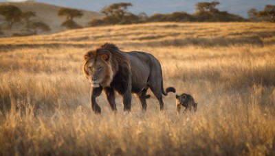 outdoors,sky,teeth,day,blurry,tree,no humans,depth of field,blurry background,animal,cat,grass,scenery,realistic,field,animal focus,lion,standing,blue sky,walking