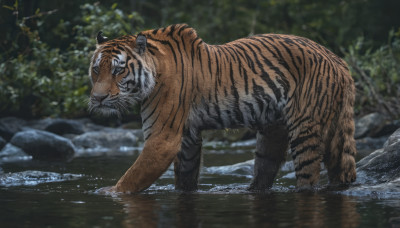 outdoors, water, blurry, tree, no humans, animal, nature, wading, forest, rock, chinese zodiac, animal focus, tiger, year of the tiger