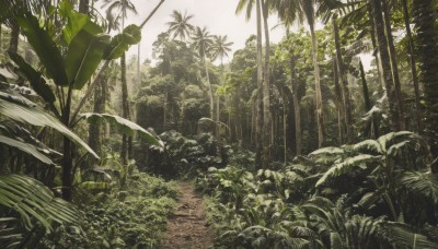 outdoors,day,tree,dutch angle,no humans,leaf,sunlight,grass,plant,nature,scenery,forest,light rays,rock,palm tree,green theme,bush