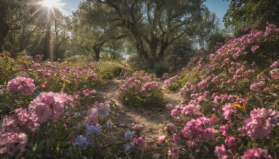 flower, outdoors, sky, day, cloud, tree, blue sky, no humans, sunlight, grass, nature, scenery, forest, light rays, sun, field, flower field, path