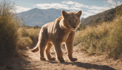 solo,looking at viewer,standing,full body,outdoors,sky,day,cloud,blurry,tree,blue sky,no humans,depth of field,blurry background,animal,grass,nature,scenery,mountain,realistic,animal focus,signature,shadow,dog