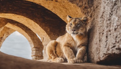 solo,closed mouth,outdoors,blurry,no humans,blurry background,animal,realistic,animal focus,tiger,brown theme