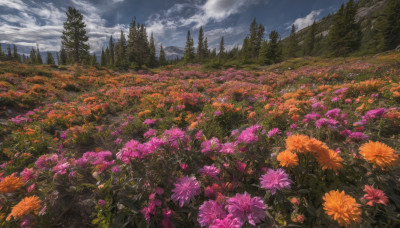 flower, outdoors, sky, day, cloud, tree, no humans, cloudy sky, grass, nature, scenery, forest, purple flower, field, flower field, landscape, orange flower