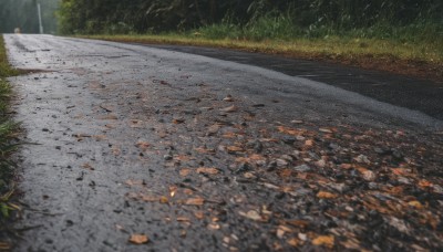 outdoors,day,tree,no humans,leaf,grass,nature,scenery,forest,road,lamppost,blurry,night,traditional media,realistic,autumn leaves,street,path