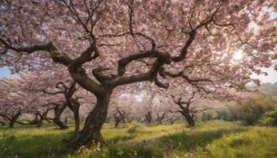 flower, outdoors, sky, day, tree, blue sky, no humans, sunlight, grass, cherry blossoms, nature, scenery, field, landscape