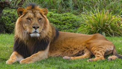 outdoors,lying,day,tree,no humans,animal,fangs,on side,traditional media,grass,plant,nature,scenery,forest,realistic,animal focus,lion,looking at viewer,cat,on stomach